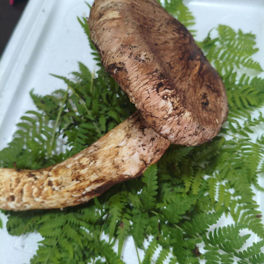 岩手県産 松茸 朝採れ 450ｇ超え！送料込