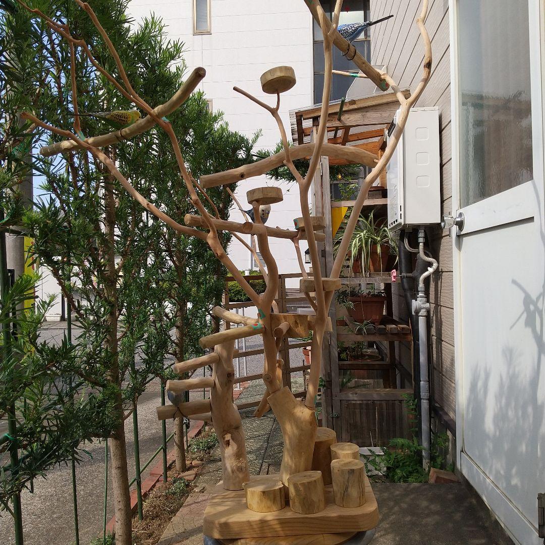 ココア牛乳インコバードアスレチックツリージム楽園シリーズ④