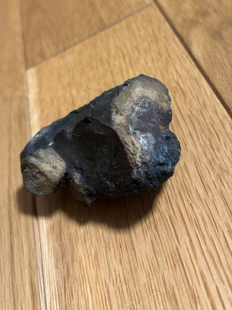 ディディモセラス　化石　アンモナイト　淡路島