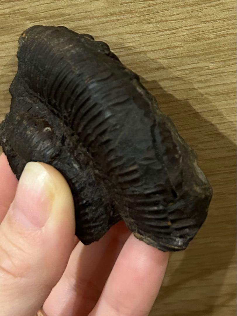 ディディモセラス　化石　アンモナイト　淡路島