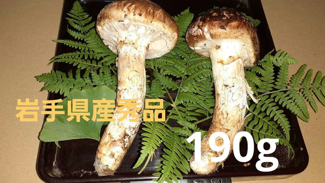 岩手県産松茸 良品 10月17日午前取れ