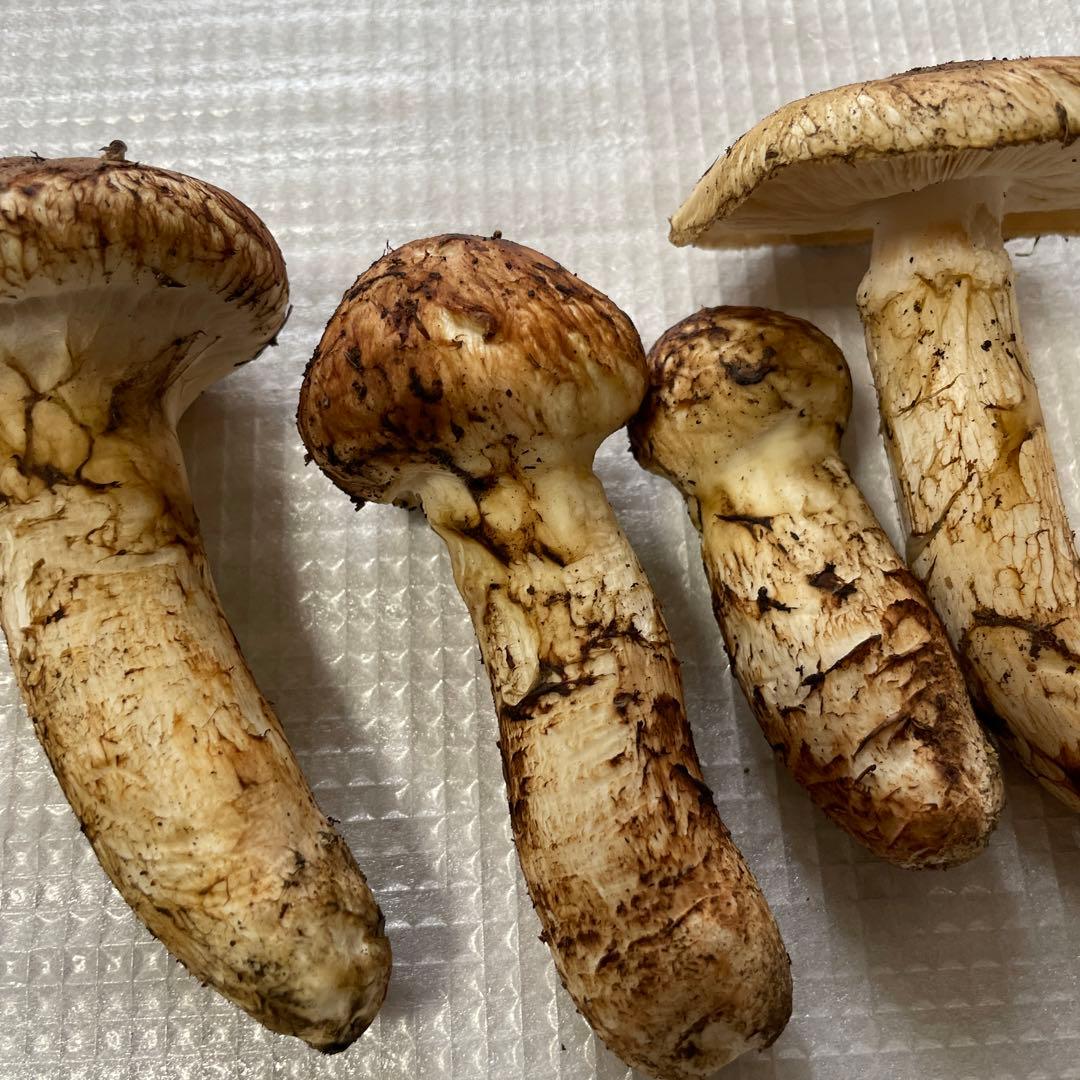 岩手県産　松茸