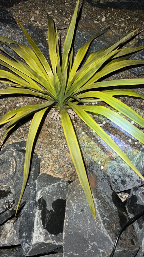 ボロブドゥール