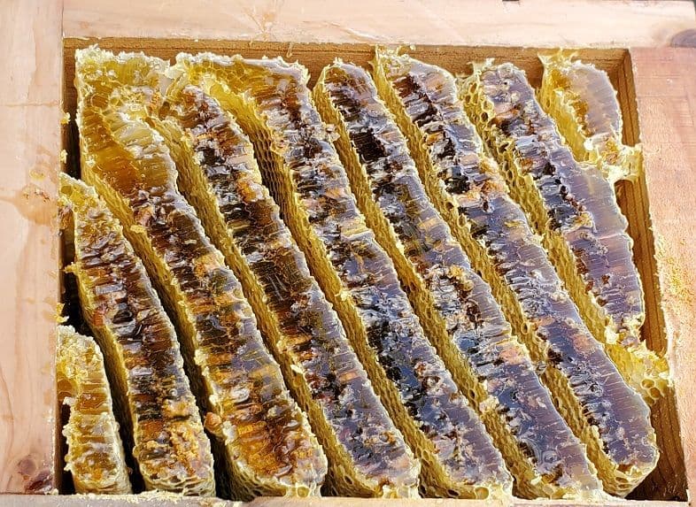 No.22　★日本蜜蜂のはちみつ★1200g(1瓶)