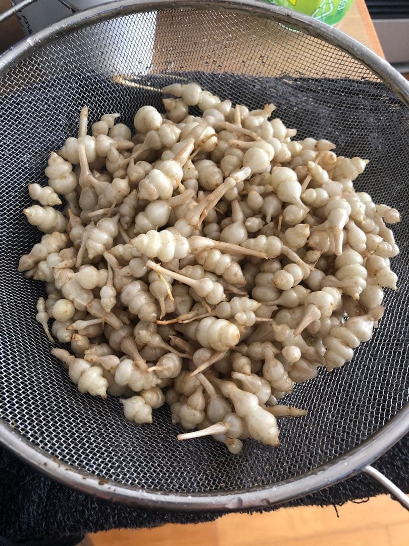 ちょろぎ2kg 珍しい生のちょろぎを採りたてでお届け※種芋にもなります#01