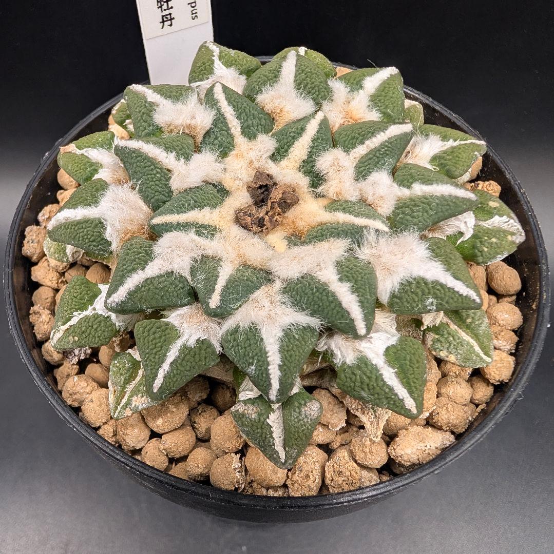 は*ん様 大疣黒牡丹 国内実生 鉢植え メルカリ便送料込み