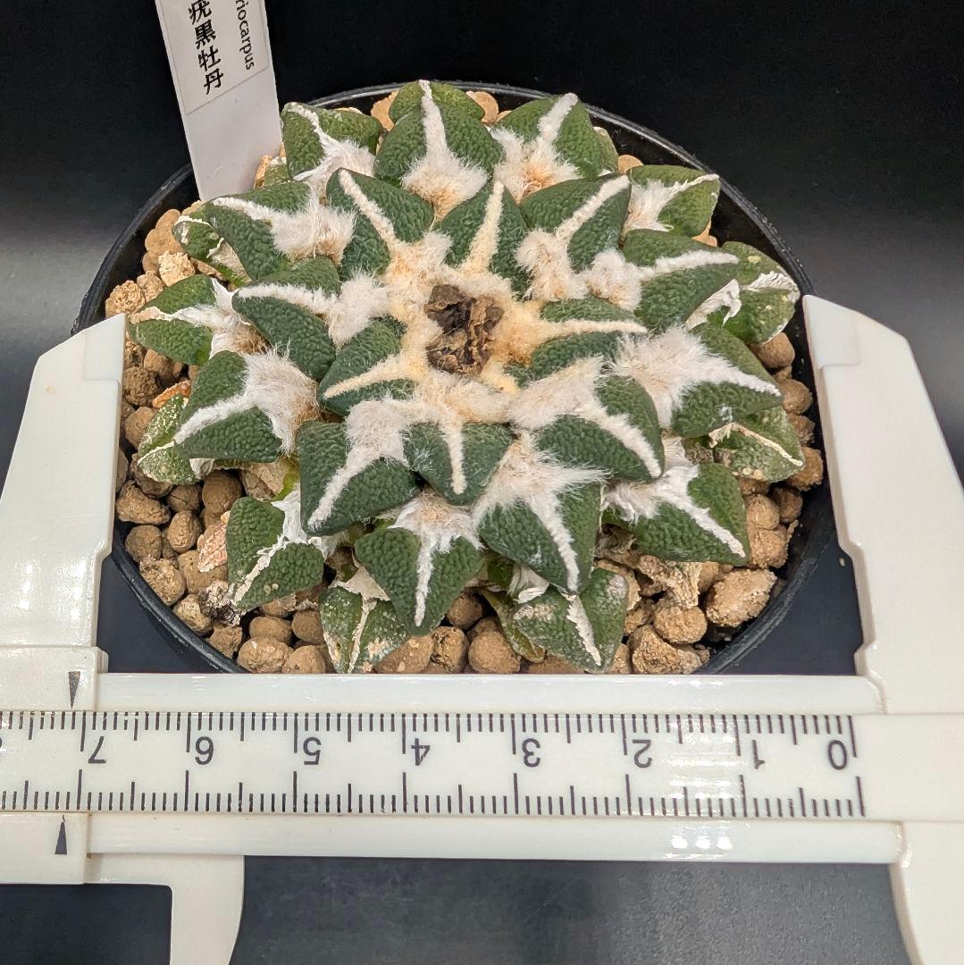 は*ん様 大疣黒牡丹 国内実生 鉢植え メルカリ便送料込み