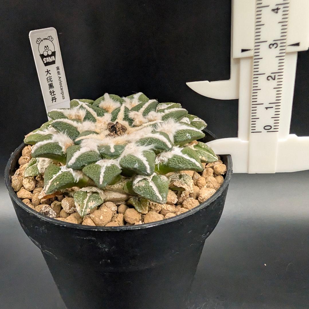 は*ん様 大疣黒牡丹 国内実生 鉢植え メルカリ便送料込み