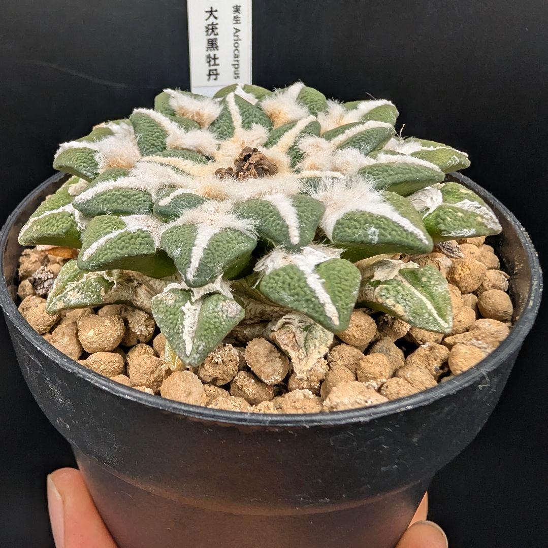 は*ん様 大疣黒牡丹 国内実生 鉢植え メルカリ便送料込み