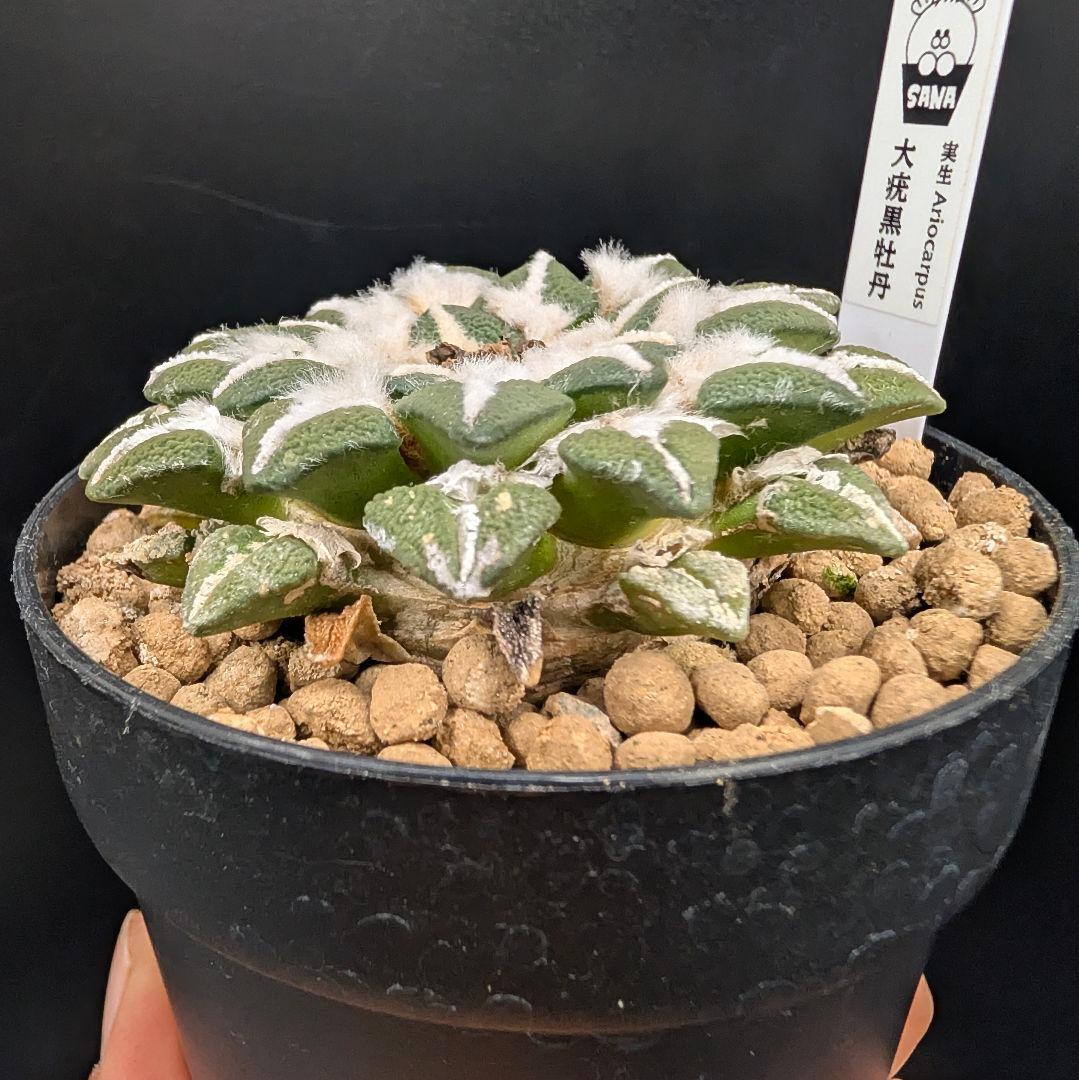 は*ん様 大疣黒牡丹 国内実生 鉢植え メルカリ便送料込み