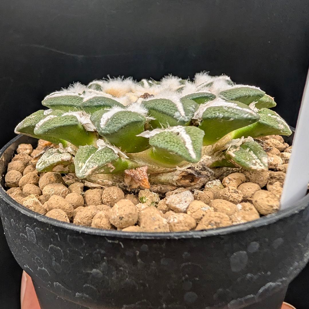 は*ん様 大疣黒牡丹 国内実生 鉢植え メルカリ便送料込み