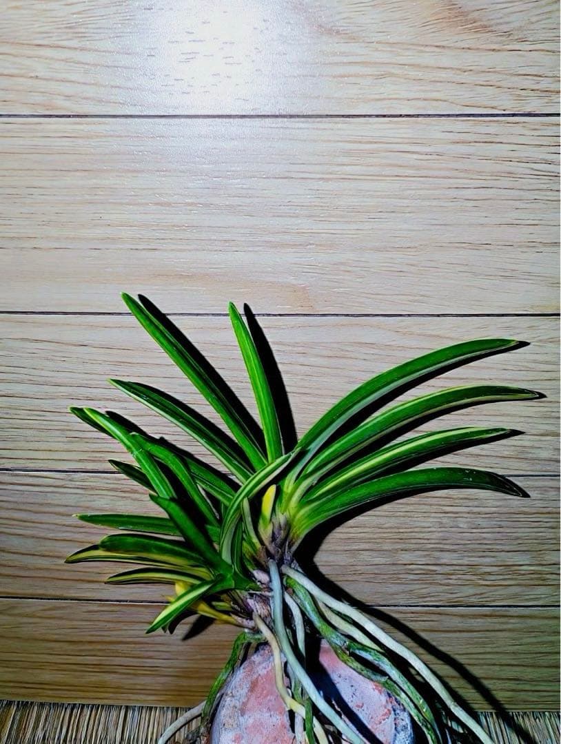 富貴蘭「紫織」（赤花の白黄縞種極上柄株立ち）