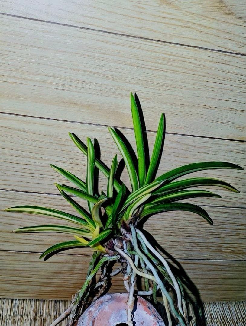 富貴蘭「紫織」（赤花の白黄縞種極上柄株立ち）