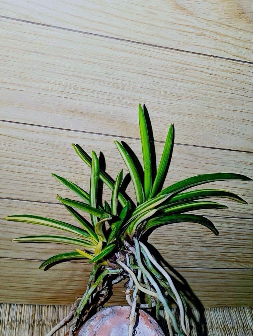 富貴蘭「紫織」（赤花の白黄縞種極上柄株立ち）