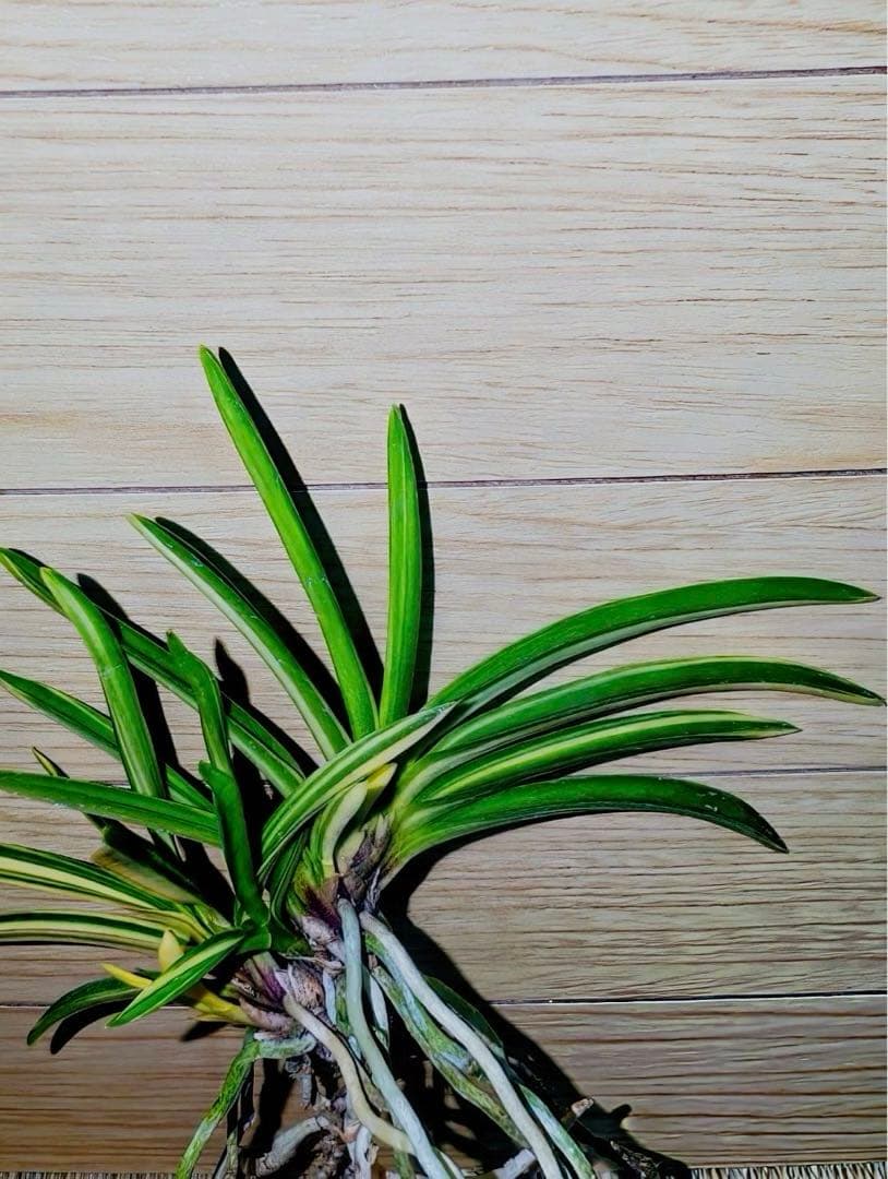 富貴蘭「紫織」（赤花の白黄縞種極上柄株立ち）