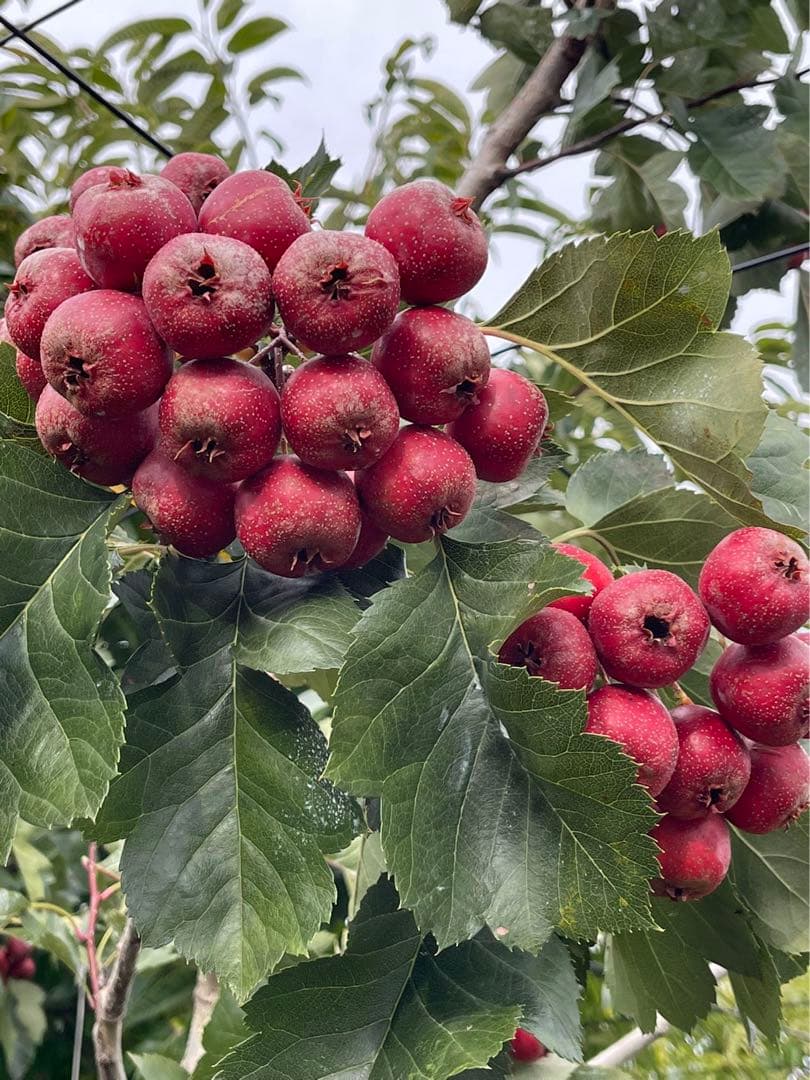 中国産　さんざし6キロ