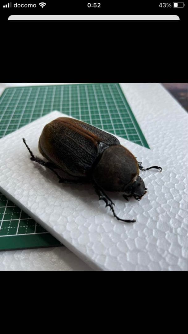 ヘラクレスエクアトリアヌス　ペア　標本