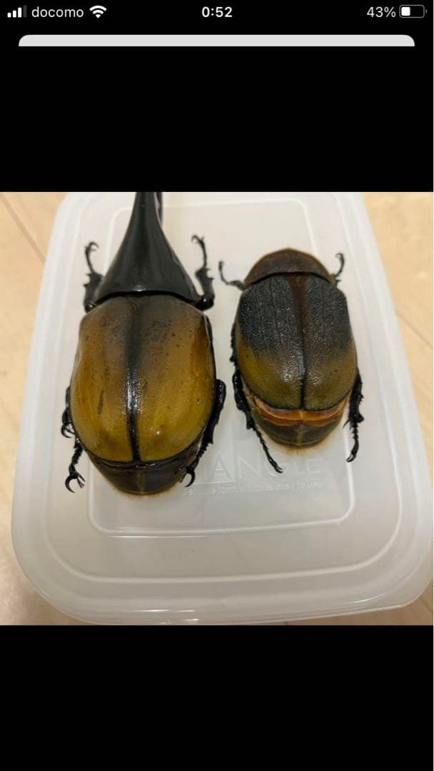 ヘラクレスエクアトリアヌス　ペア　標本