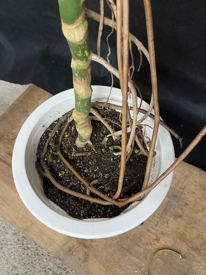 幹上がり　幹立ち　モンステラ　デリシオーサ　オシャレ　インテリア　観葉植物