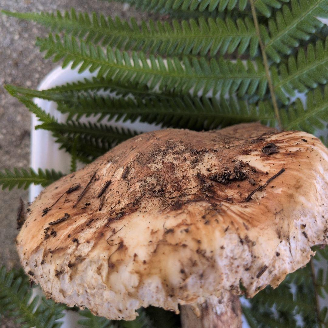 松茸　広島県産