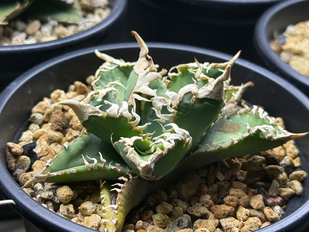 アガベ オテロイ　台湾ゴジラ