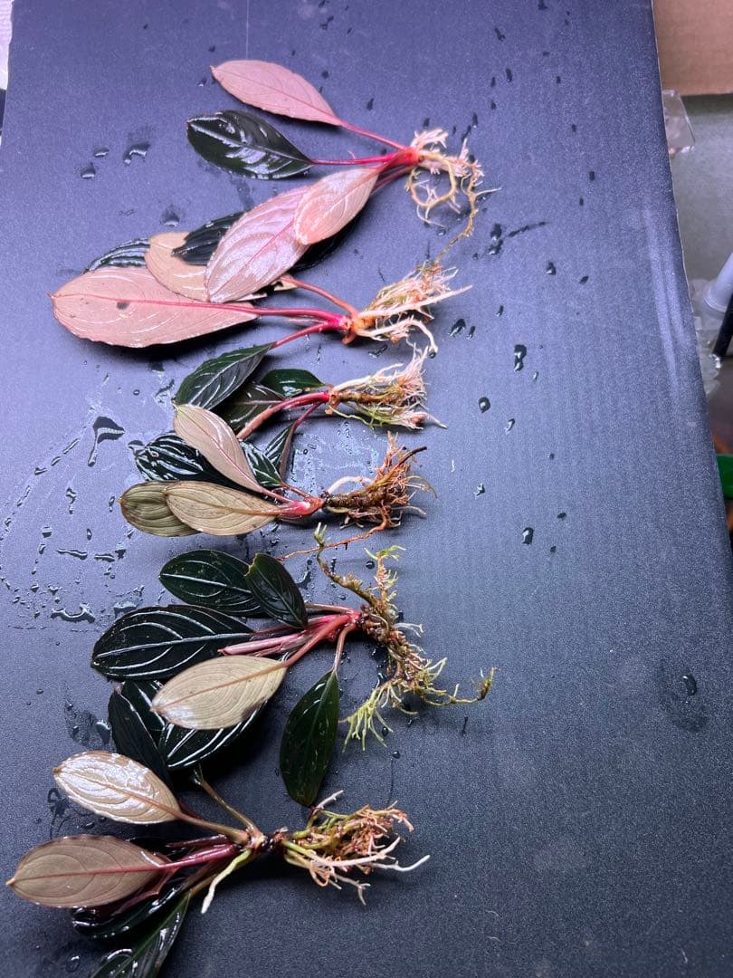 ブセファランドラ　スケルトンキング 6 株