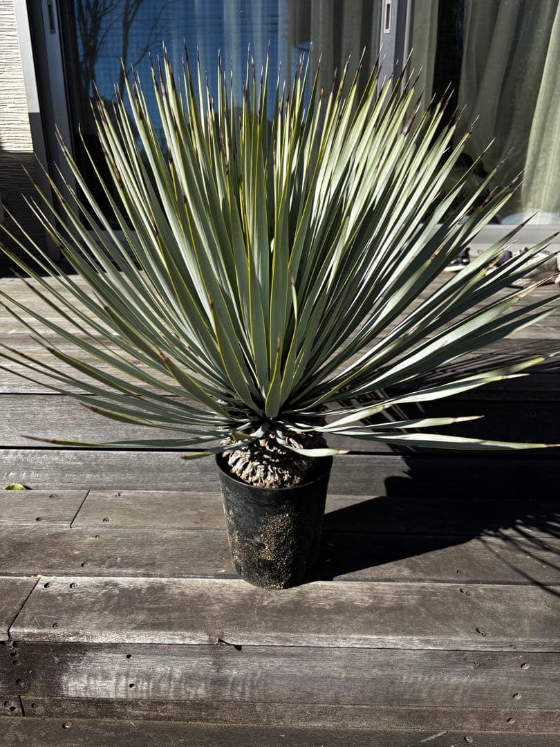 いぬ　ユッカ　マルデヌベス　ロストラータバージョン　タグ付き