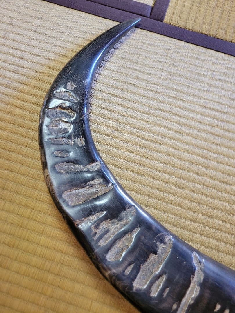 し*☆様 水牛の角　インテリア　186cm送料込み‼️