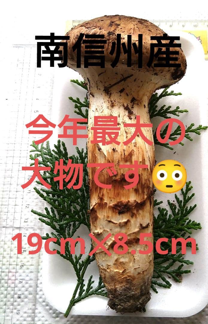 南信州産松茸約172g今季最大の大物