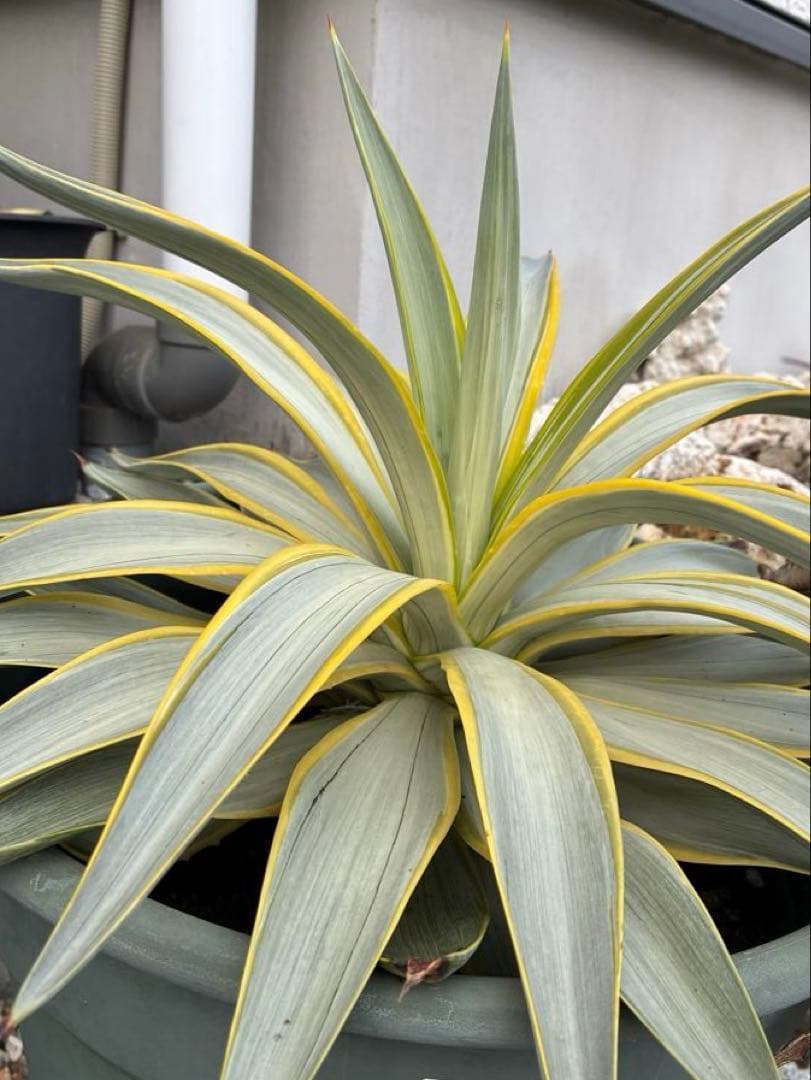 アガベ ブルームーン　銀河旅人　デスメティアーナ