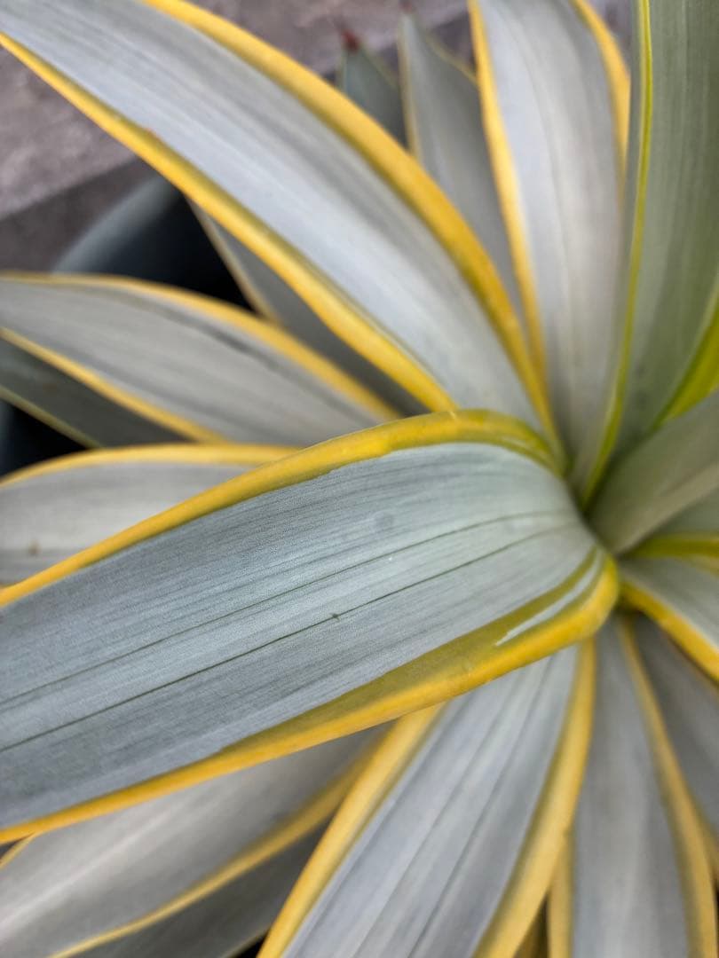 アガベ ブルームーン　銀河旅人　デスメティアーナ