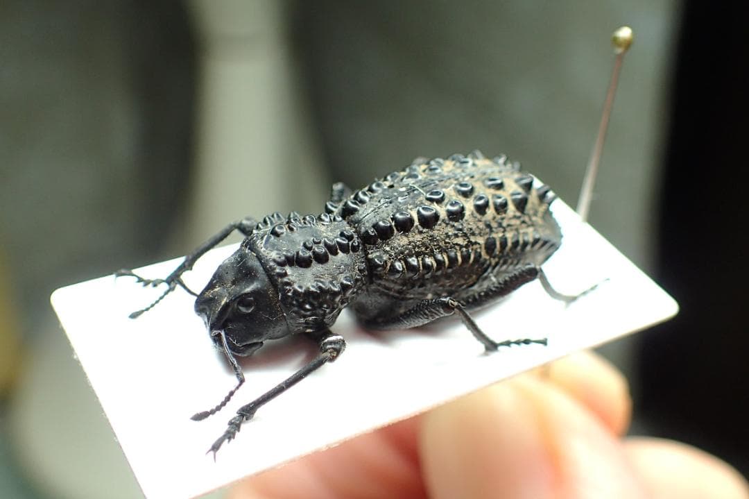 知る人ぞ知る！オーストラリアの異形ゾウムシGagatophorus！