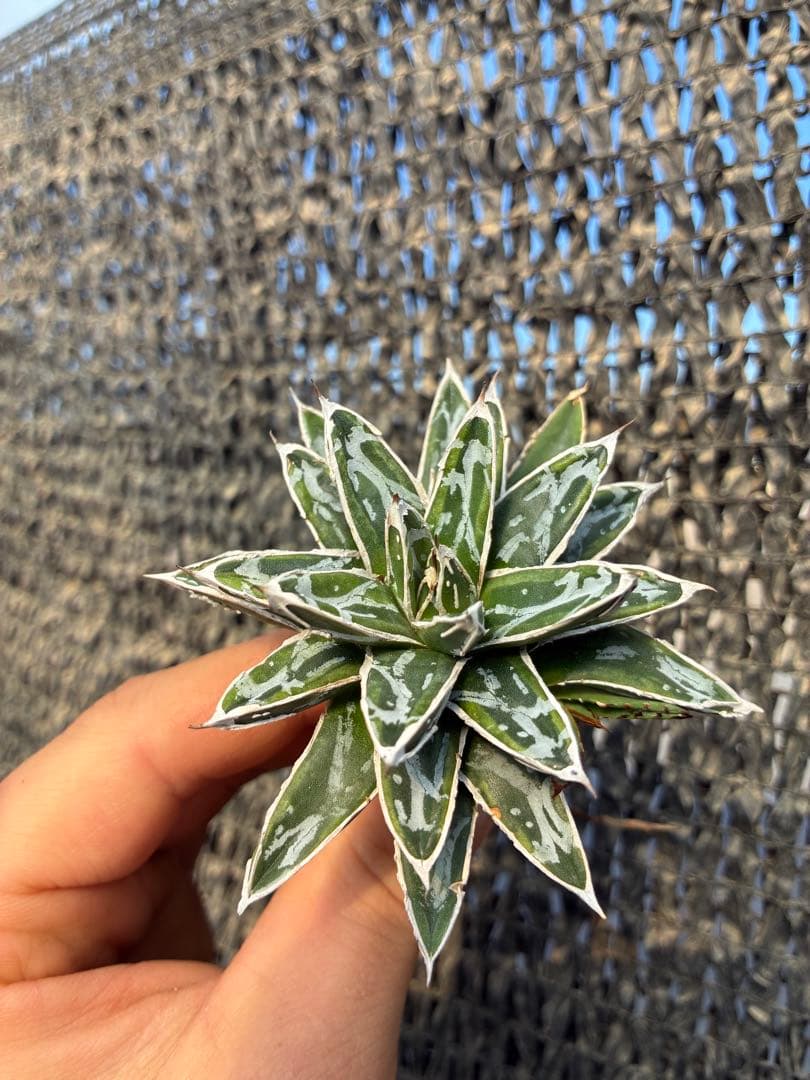 アガベ 姫笹の雪　ライムグリーン斑入り　美株