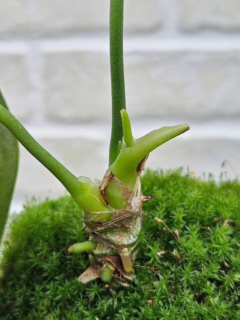 【超希少】アンスリウム ワロクアーナム × レガレ 花宇宙 ドリームガーデン