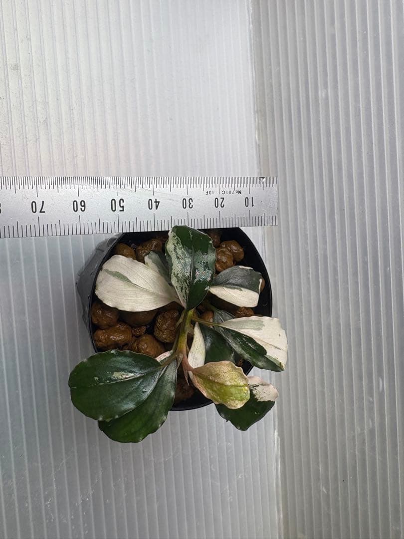 Bucephalandra sp. Variegata①