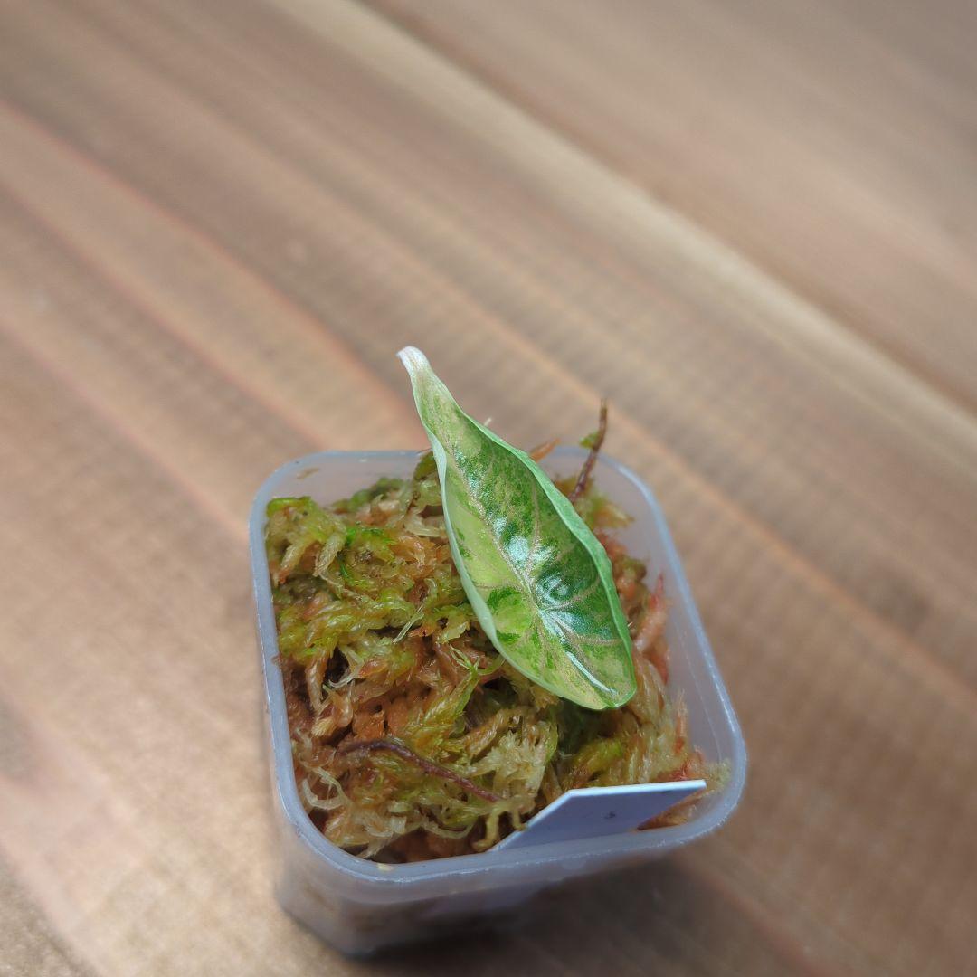 り*く様 2 Alocasia azlanii aurea varigated