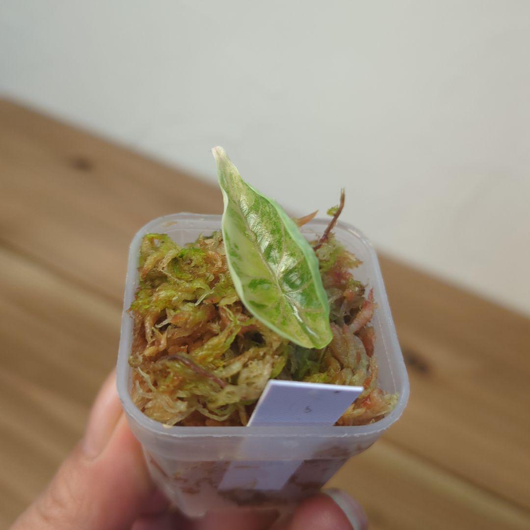 り*く様 2 Alocasia azlanii aurea varigated