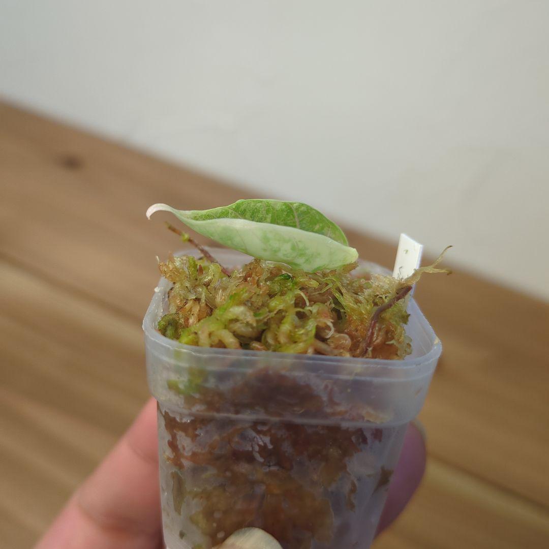 り*く様 2 Alocasia azlanii aurea varigated