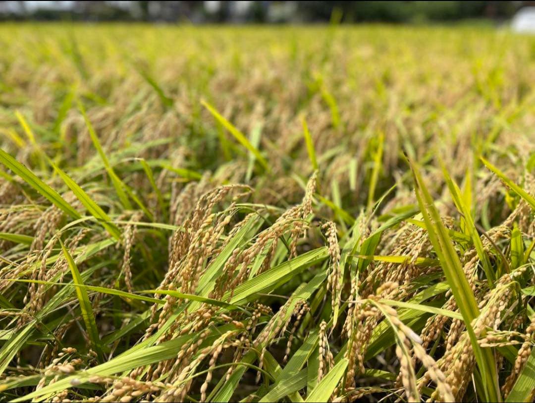 ♠︎リピーター様限定♠︎ 令和7年度新米　愛媛県産にこまる　天日干し米 10kg