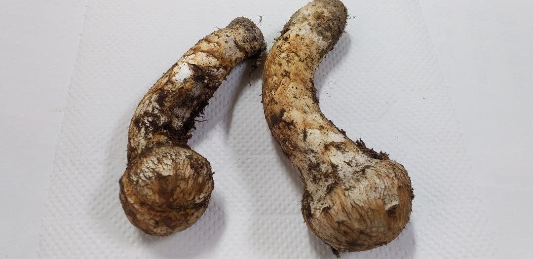 国産　松茸　長野県　送料込み　132㌘