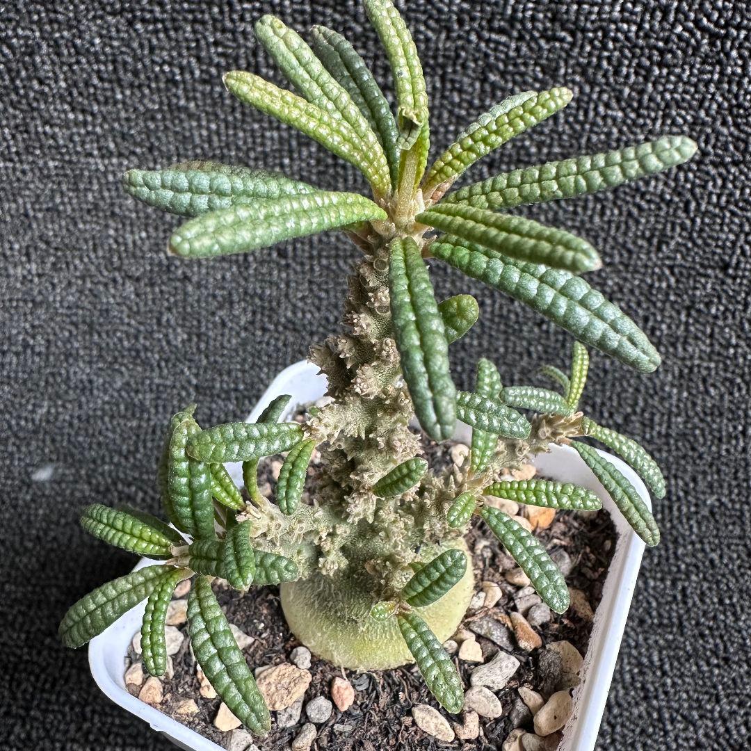 塊根植物 ドルステニア ギガス　ブラータ 塊根肥大 本場 実生株【落ち葉です】