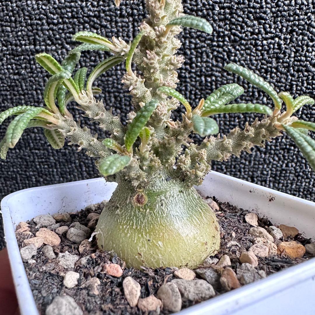 塊根植物 ドルステニア ギガス　ブラータ 塊根肥大 本場 実生株【落ち葉です】