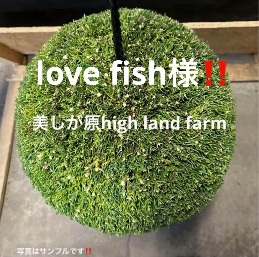 杉玉　約20センチ‼️屋根付き　お客様ご注文品♪