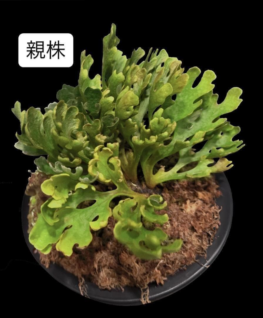 ビカクシダ リドレイ ドワーフ シルバー 板付　R-4