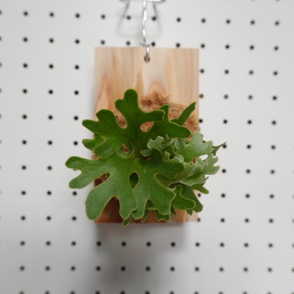 ビカクシダ リドレイ ドワーフ シルバー 板付　R-4