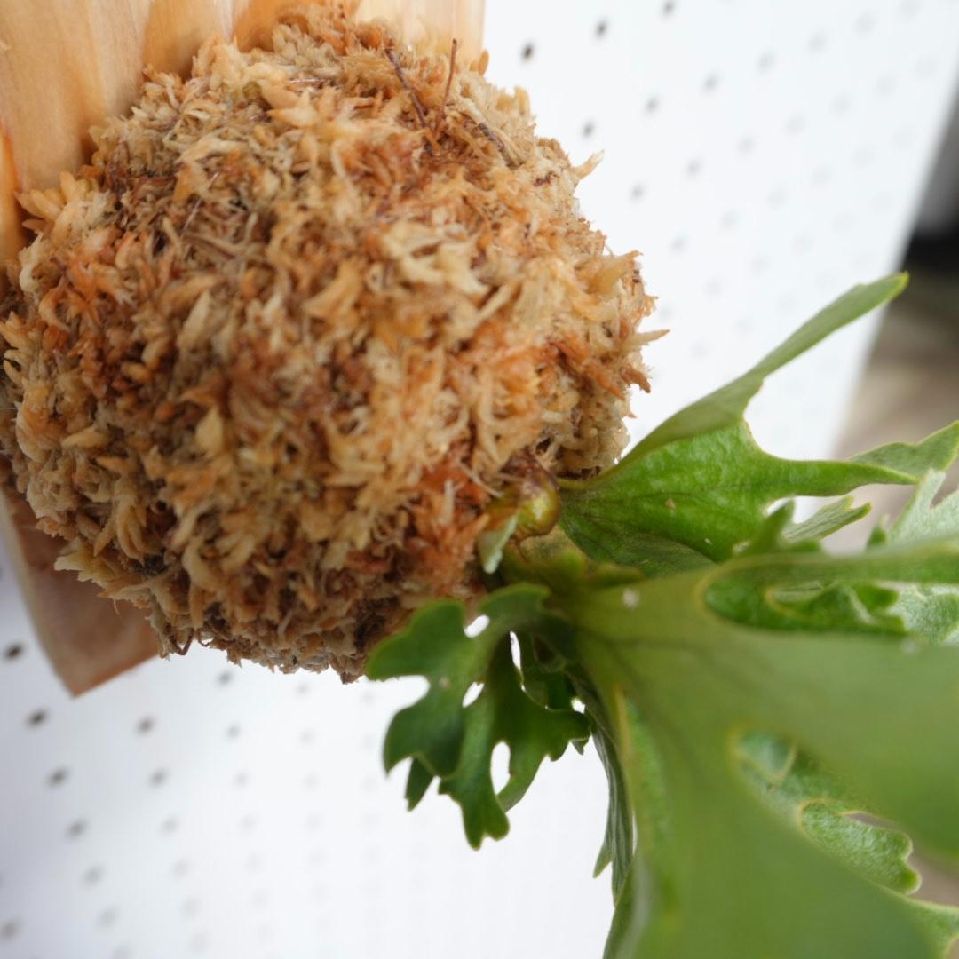 ビカクシダ リドレイ ドワーフ シルバー 板付　R-4