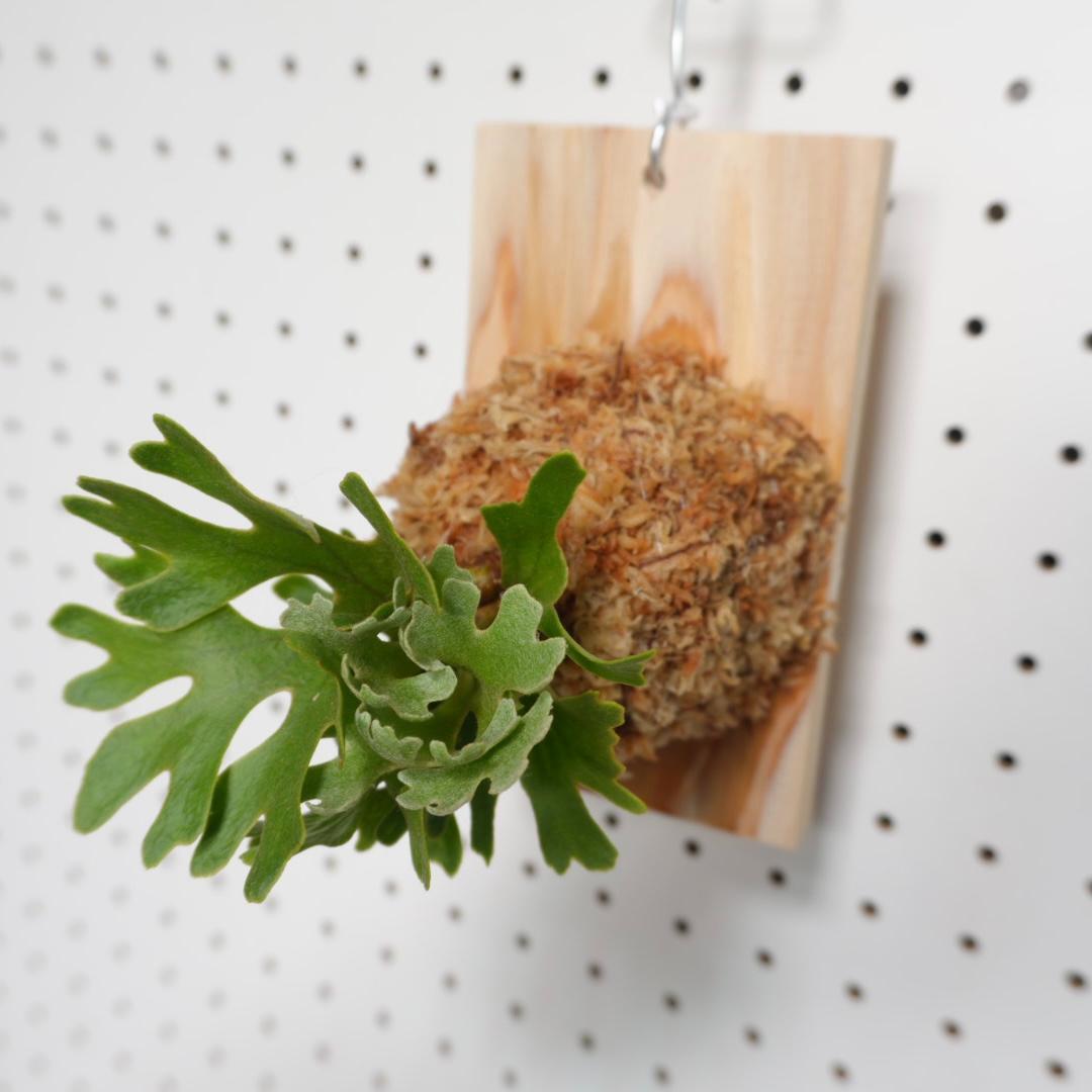 ビカクシダ リドレイ ドワーフ シルバー 板付　R-4