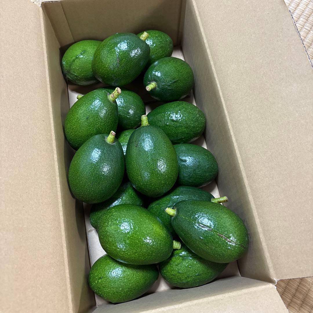 ＊中ぶり・傷物＊国産アボカド【ベーコン】(管理番号：6007）