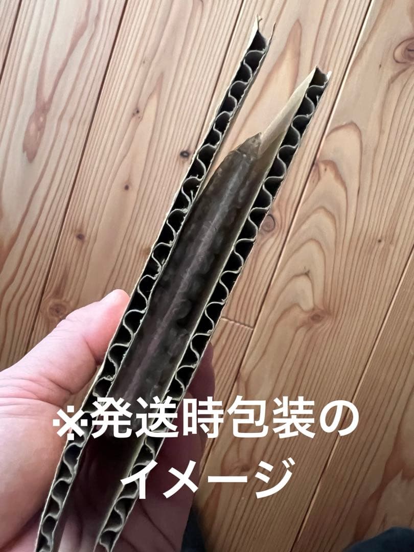 シロナ SR PSA10 153/150 ポケモンカードゲーム　サポート　女の子