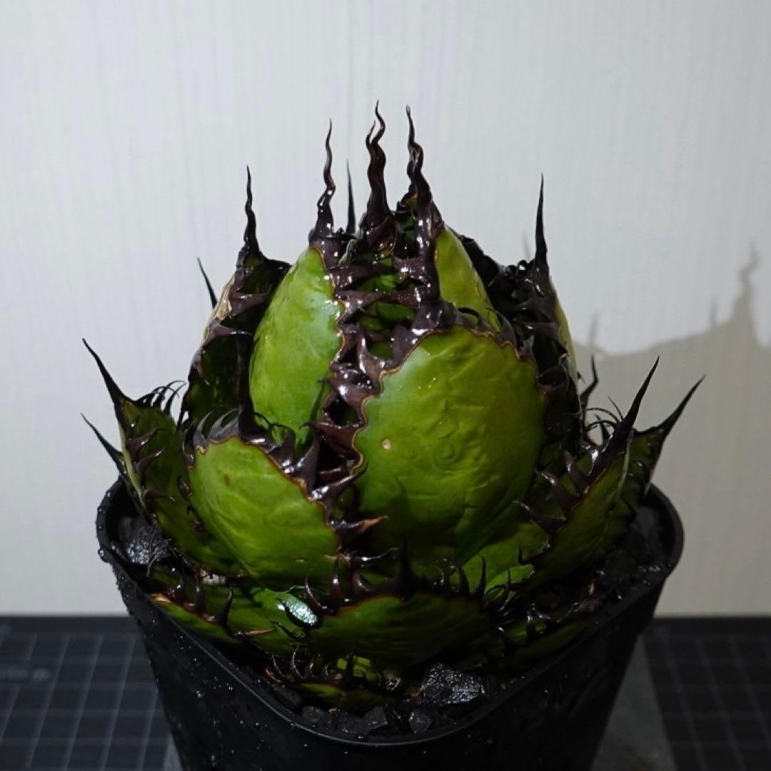 【現物出品】2121 【鉢のまま発送】 アガベ ホリダ